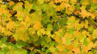 黄色的枫叶在风中摇曳。十月，枫叶在秋天从绿色变成黄色和橙色。秋天大自然的概念。视频素材模板下载
