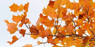 橘色的枫叶在风中摇曳。十月，枫叶在秋天从绿色变成黄色和橙色。秋天大自然的概念。有选择性的重点。