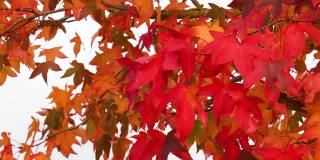 10月的秋天，红色和橙色的枫叶随风飘动。秋天大自然的概念。