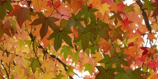 橘色的枫叶在风中摇曳。十月，枫叶在秋天从绿色变成黄色和橙色。秋天大自然的概念。有选择性的重点。