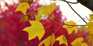 靠近在风中摇曳的黄色枫叶。十月，枫叶在秋天从绿色变成黄色和红色。秋天大自然的概念。有选择性的重点。