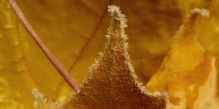 黄澄澄的枫叶上满是霜冻的秋霜，岁月流逝的霜冻生长在秋叶上
