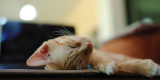 一个亚洲女人在家用电脑远程工作，小猫睡在她的桌子上。社交距离概念在covid-19疫情下独自在家工作。