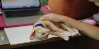 一个亚洲女人在家用电脑远程工作，小猫睡在她的桌子上。社交距离概念在covid-19疫情下独自在家工作。