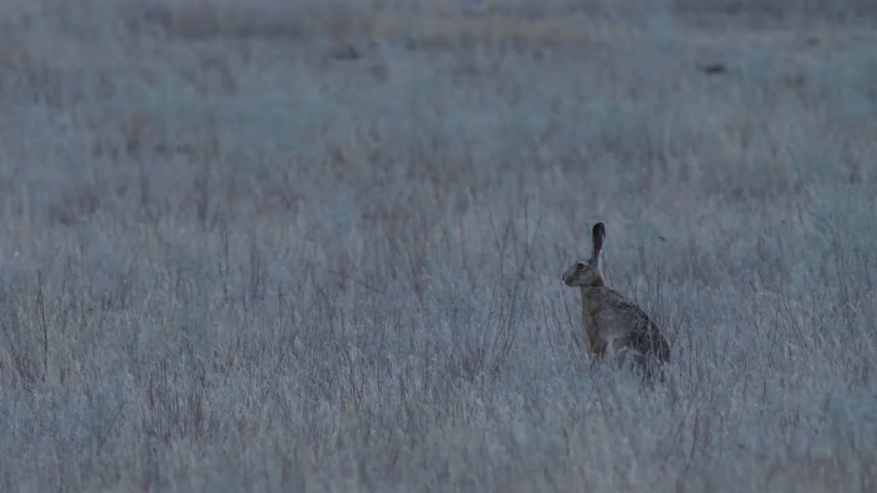 欧洲野兔(Lepus europaeus)，也称为棕色野兔，产于俄罗斯