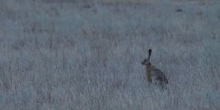 欧洲野兔(Lepus europaeus)，也称为棕色野兔，产于俄罗斯