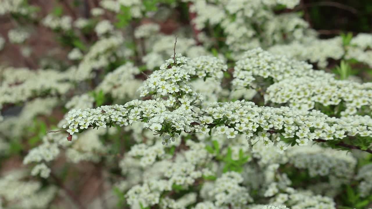 草地甜菊(Spirea Arguta)或尖顶灌木树枝上的白色花朵在微风中摇曳。