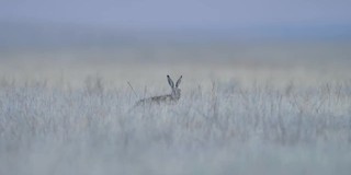 欧洲野兔(Lepus europaeus)，也称为棕色野兔，产于俄罗斯