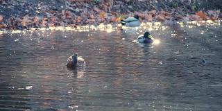 美丽的野鸭在池塘岸边拍打着它们多彩的翅膀。城市公园湖里野鸭的生活