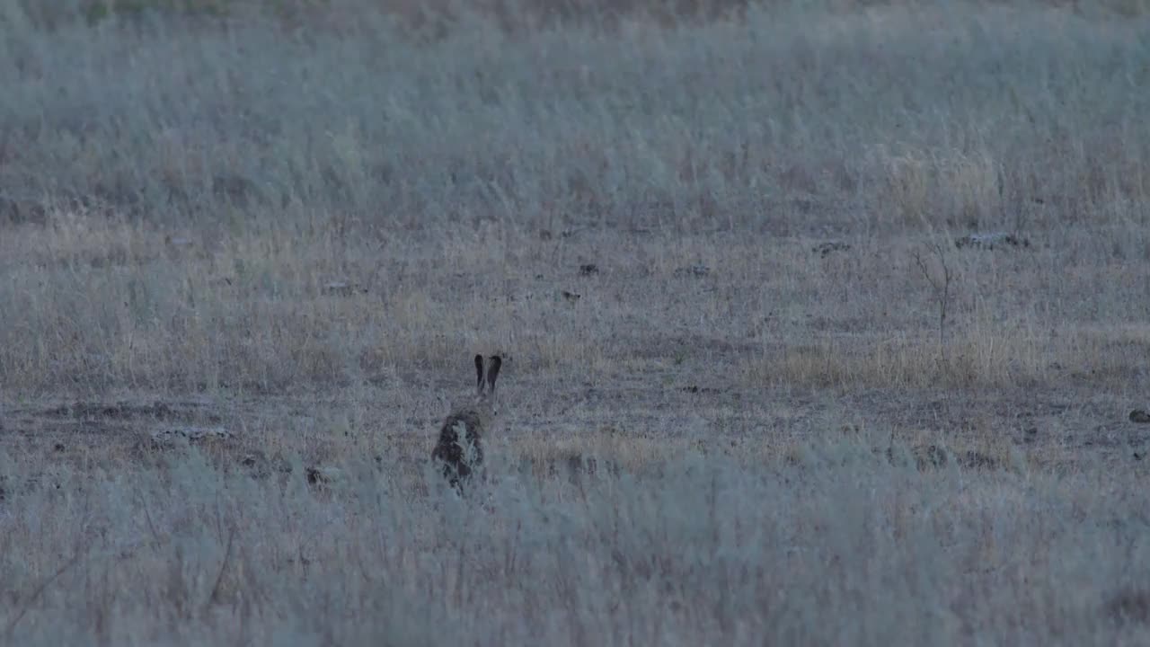 欧洲野兔(Lepus europaeus)，也称为棕色野兔，产于俄罗斯