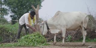 印度农村的一位中年村民把草作为一种食物来源给一头年轻的白公牛