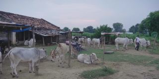 印度乡村的一间农舍，牛在那里安静地休息、放松或被捆住
