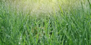 在一个阳光明媚的早晨，绿色的春草里有大的露珠。存在影响。4 k慢动作。