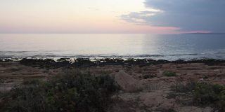 塞浦路斯岛上阿伊纳帕的地中海沿岸岩石上的海边植物