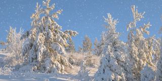 冬天的森林里有软绵绵的雪。日落时美丽的冬季风景。云杉树枝在雪地里。从山顶上看