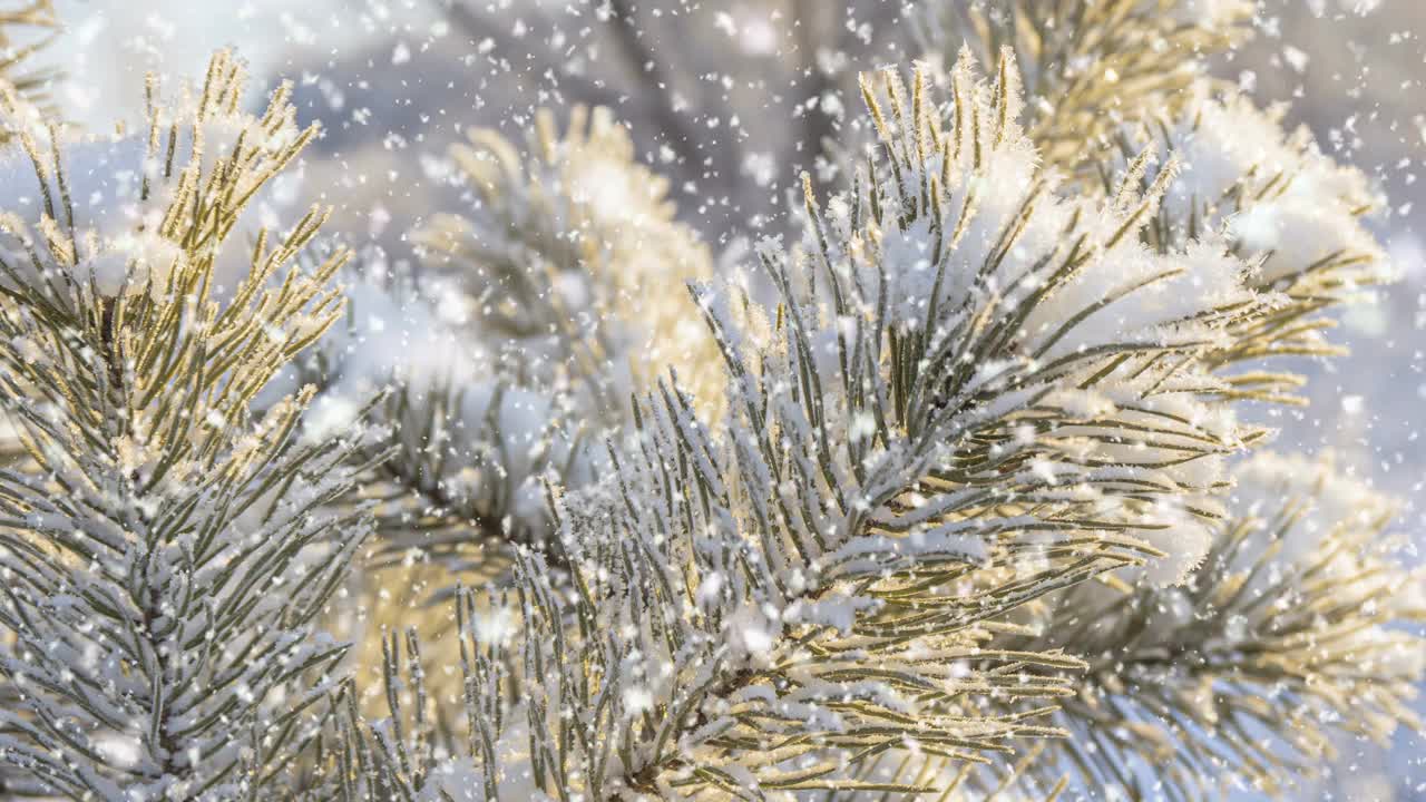 冬天的背景。柔软的降雪。美丽的白雪皑皑的松树树枝在前景…下雪，冬天，新年的概念，圣诞节，节假日。