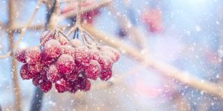 罗文布什。雪里的罗温红浆果。降雪。冬天花园里的雪里有红色的浆果。冬季自然背景与地方的文字或图像