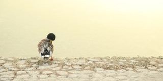 阿联酋阿布扎比，鸭子在池塘边清洁自己