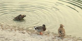 阿联酋阿布扎比，三只鸭子在池塘里清洁自己