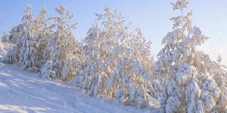冬天的森林里有软绵绵的雪。日落时美丽的冬季风景。云杉树枝在雪地里。从山顶上看