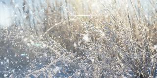 严寒的天气。冬天的背景。冬天森林里的软雪。初霜在冻结的田野植物特写。阳光明媚的早晨。有选择性的重点。自然模糊光散景