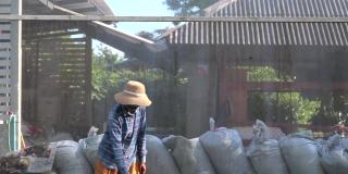 在东南亚，上了年纪的女农民给她农场里的蔬菜施用有机肥。