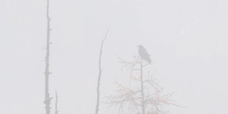常见的乌鸦。树上的鸟。在雾中，Corvus Corax。