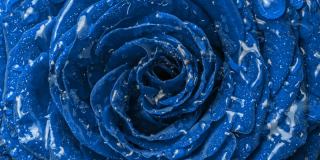 惊人的不寻常的蓝色玫瑰冻结。冰冻的蓝色玫瑰，花瓣上形成冰晶和雪。宏间隔拍摄视频