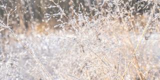 严寒的天气。冬天的背景。冬天森林里的软雪。初霜在冻结的田野植物特写。阳光明媚的早晨。有选择性的重点。自然模糊光散景