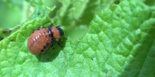 科罗拉多甲虫幼虫吃土豆叶子