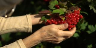 年长妇女的女性手拿着红色的金玫瑰浆果，在树旁的花园里展示着，快乐的退休生活