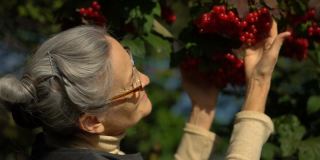 快乐美丽的老妇人拿着红的野蔷薇或荚莲浆果，在花园的树旁展示着它们，快乐地退休