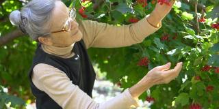 快乐美丽的老妇人拿着红的野蔷薇或荚莲浆果，在花园的树旁展示着它们，快乐地退休