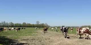 传统的诺曼牛在欧洲、法国、诺曼底、英吉利海峡，在春天，一个阳光明媚的日子。