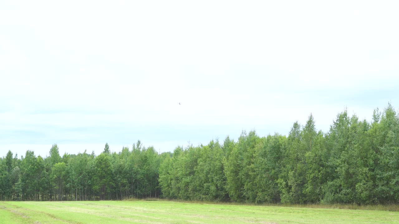 在夏天飞翔的鸟儿飞过一片绿色的田野和森林。环境的概念。