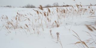 冬天，风吹动着白雪覆盖的湖岸边的芦苇。