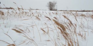 冬天，风吹动着白雪覆盖的湖岸边的芦苇。