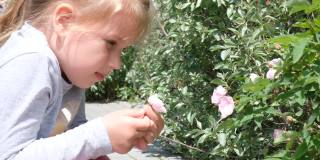 全神贯注的小女孩闻着夏日野玫瑰的花香。享受自然的户外活动。