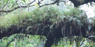 针叶林中密不透风的灌木丛野生自然。松树，吃，苔藓，远东蕨