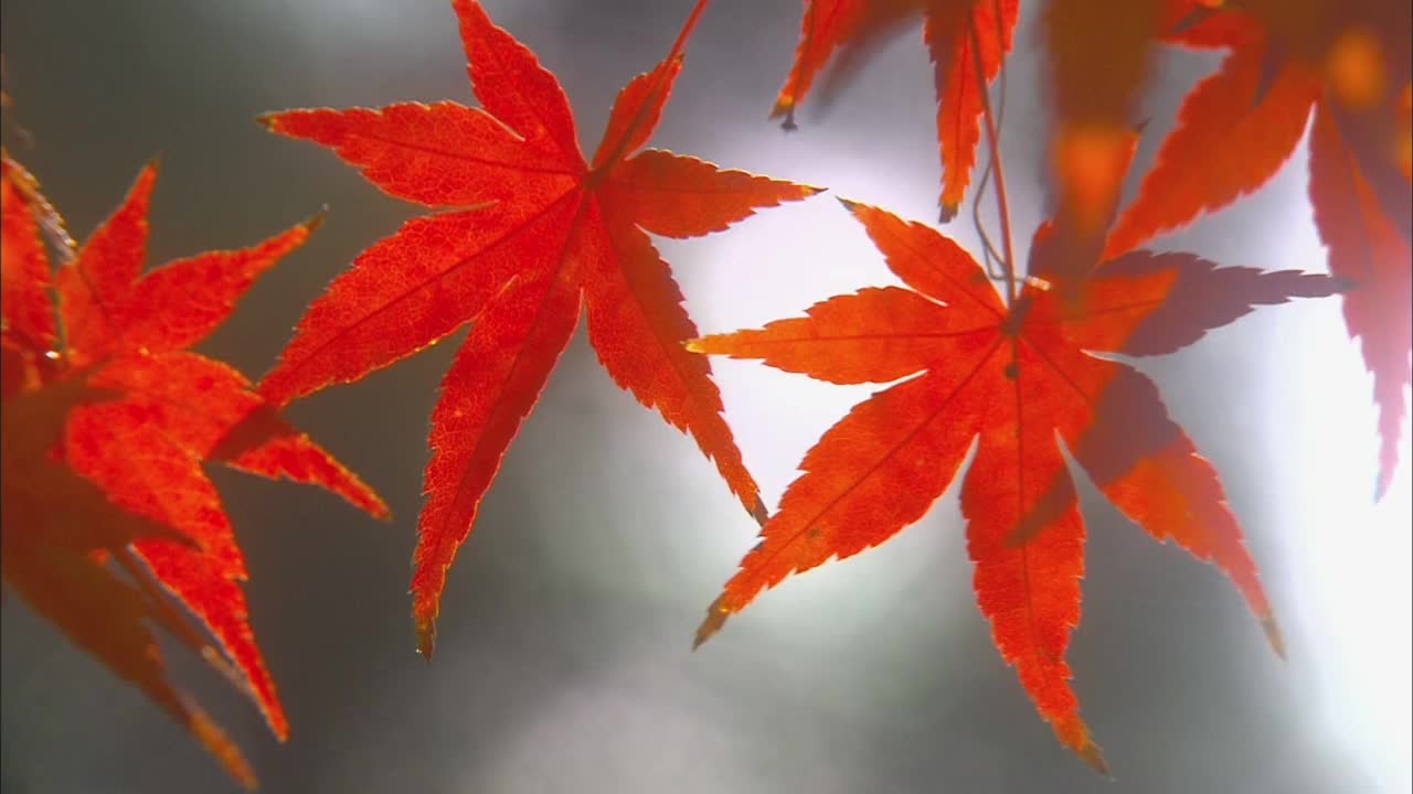 日本槭(Acer japonicum)是槭属多年生木本落叶植物的一种