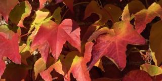 五颜六色的秋叶挂在墙上，在风中飘动，红色和金色。
