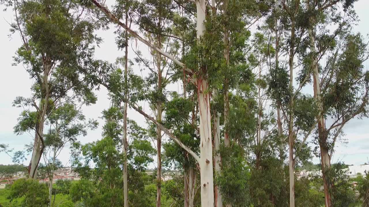 桉树，无人机在上升的空中运动显示了桉树的整个延伸，最后显示了巴西的一个城市。