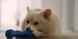 一只博美犬在家里咬人，玩硅胶骨玩具当宠物