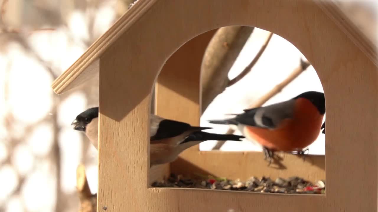冬天的鸟在喂食器里吃葵花籽。雄性红灰雀坐在喂食器上，以葵花籽为食。冬季照顾鸟类的概念。