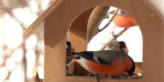 冬天的鸟在喂食器里吃葵花籽。雄性红灰雀坐在喂食器上，以葵花籽为食。冬季照顾鸟类的概念。