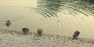 阿联酋阿布扎比，三只鸭子在池塘里清洁自己