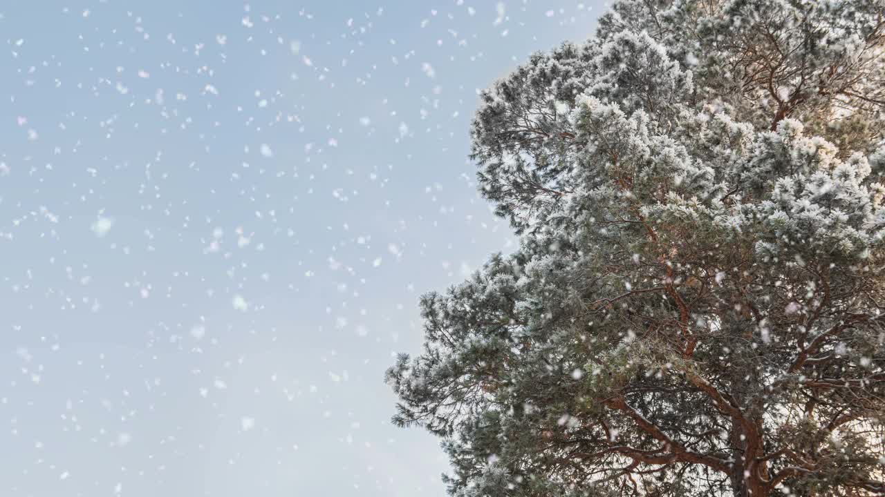 冬天的背景。柔软的降雪。美丽的白雪皑皑的松树树枝在前景中。文本。下雪，冬天，新年的概念，圣诞节，节假日。横幅