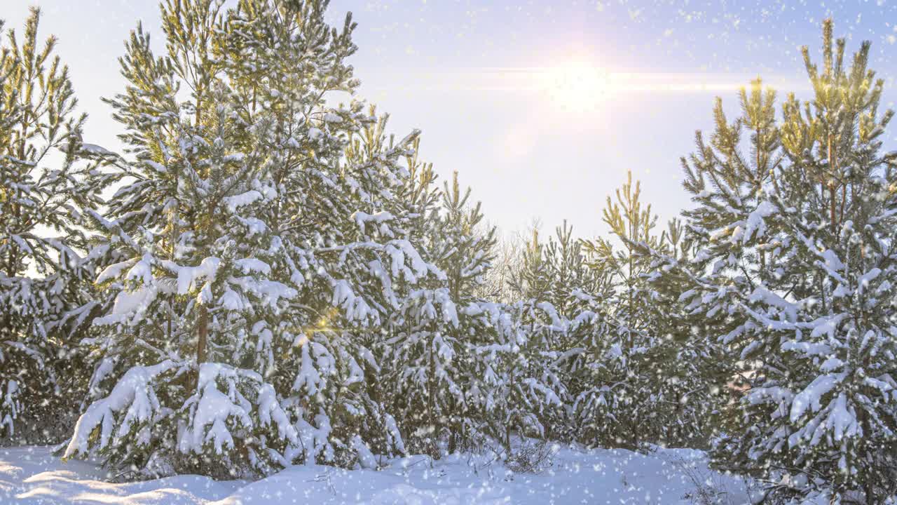 美丽的冬天的风景。阳光明媚的早晨。云杉树枝在雪地里。冬天森林里的雪。