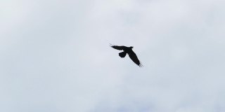 慢镜头乌鸦在天空飞翔。