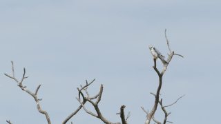 黑肩鸢鸟栖息在树上。视频素材模板下载